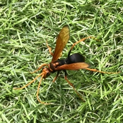 Cryptocheilus bicolor