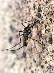 Toxorhynchites speciosus