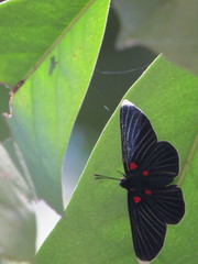 Melanis acroleuca acroleuca