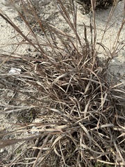 Schizachyrium littorale