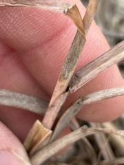 Schizachyrium littorale