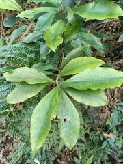 Ardisia