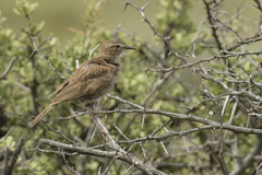 Certhilauda subcoronata