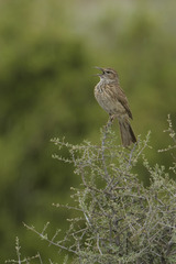 Certhilauda subcoronata