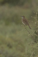 Certhilauda subcoronata