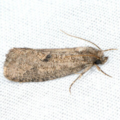 Acrolophus kearfotti