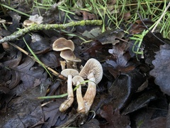 Meottomyces dissimulans