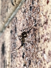 Toxorhynchites speciosus