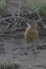 Chersomanes albofasciata