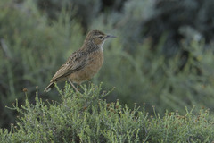 Chersomanes albofasciata