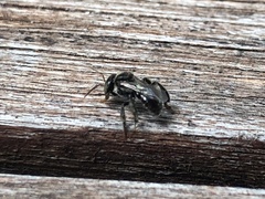 Tetragonula hockingsi