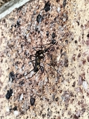 Toxorhynchites speciosus