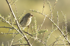 Crithagra albogularis