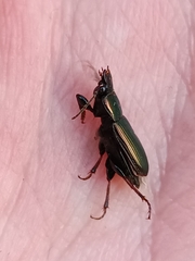 Harpalus affinis