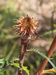Banksia polycephala