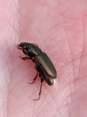 Harpalus affinis