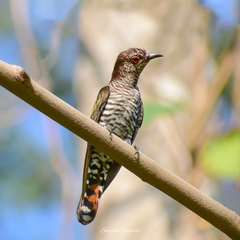 Chrysococcyx xanthorhynchus