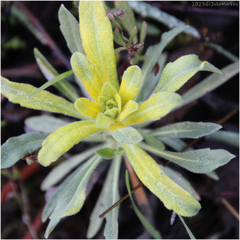 Puccinia monoica