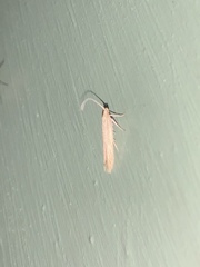 Coleophora versurella