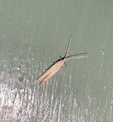 Coleophora versurella