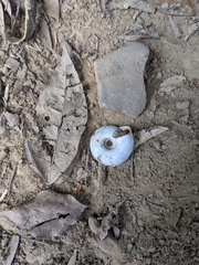 Plectotropis mackensii