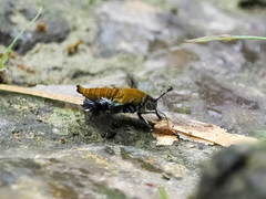 Sesiidae