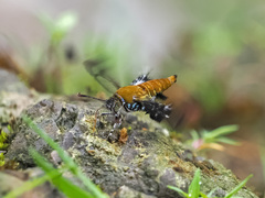 Sesiidae