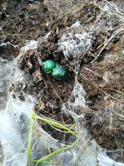 Pasimachus mexicanus