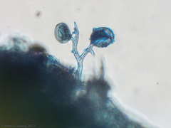 Peronospora belbahrii