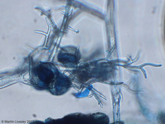 Peronospora belbahrii
