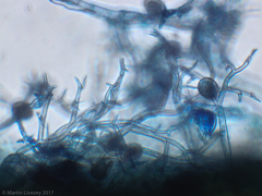 Peronospora belbahrii