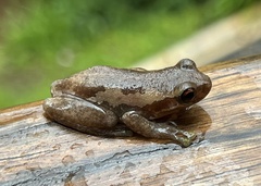 Litoria dentata