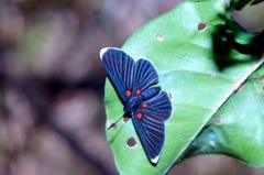 Melanis acroleuca acroleuca