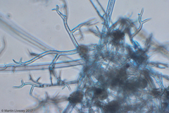 Peronospora belbahrii