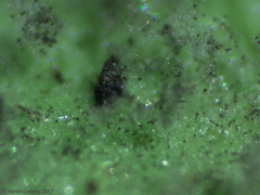Peronospora belbahrii