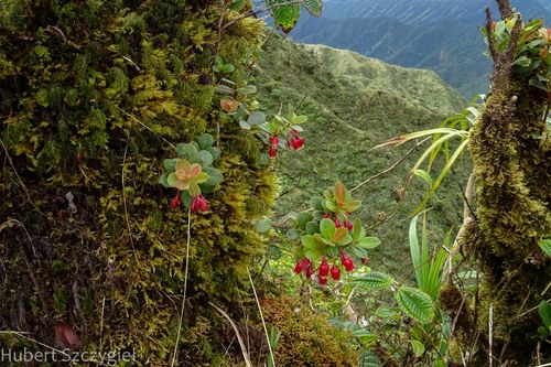 Vaccinium dentatum