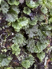 Crepidomanes minutum