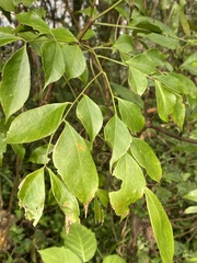 Archidendron lucidum