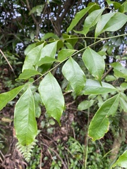 Archidendron lucidum