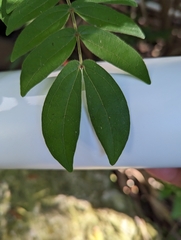 Calliandra haematocephala