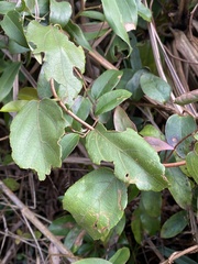 Actinidia rufa