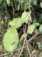 Actinidia rufa