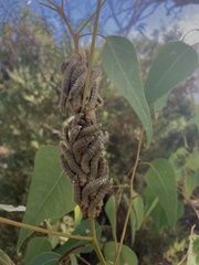 Perga affinis