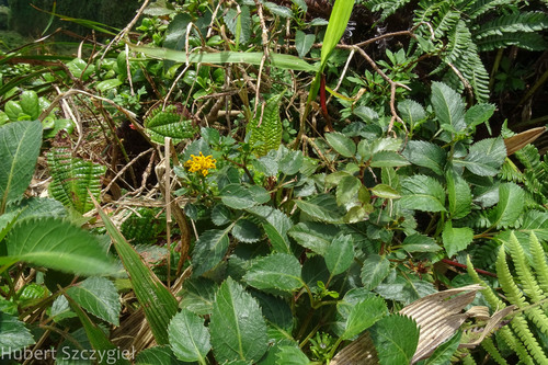 Bidens asymmetrica observed 2022-12-30