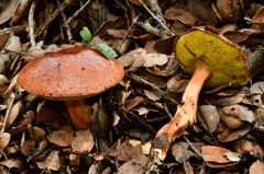 Aureoboletus flaviporus