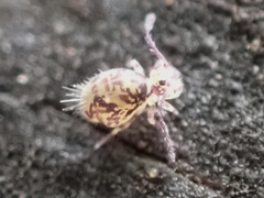 Ptenothrix