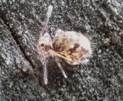 Ptenothrix