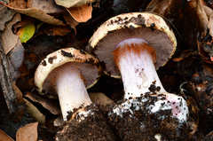 Calonarius intricatus