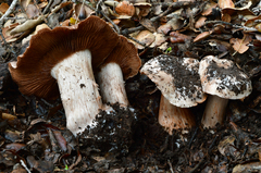 Cortinarius regalis