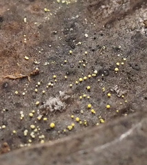 Physarum viride